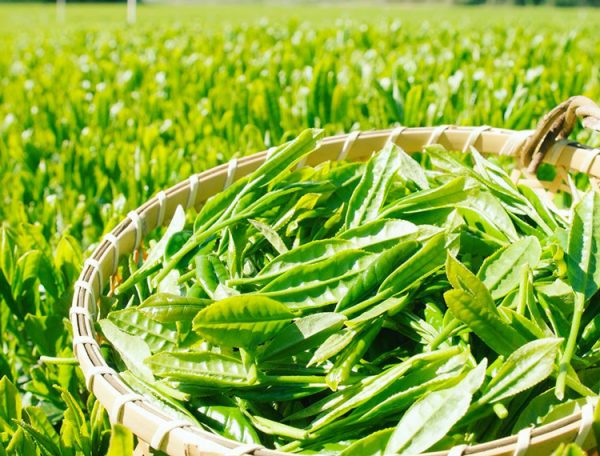 2025 Shincha Fukamushicha (Deep-Steamed Tea) Ryokucha Densetsu - Image 11