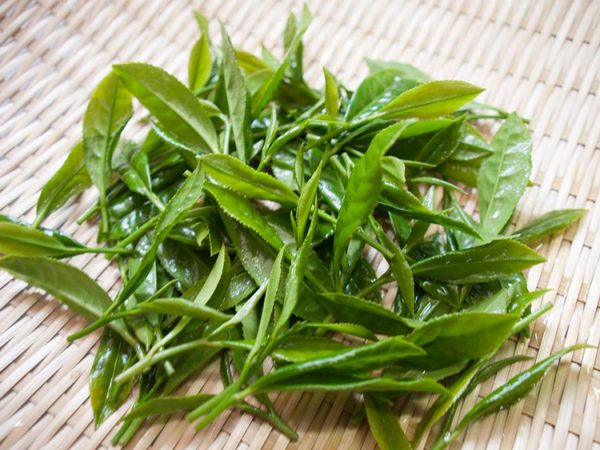 2025 Shincha Fukamushicha (Deep-Steamed Tea) Ryokucha Densetsu - Image 13